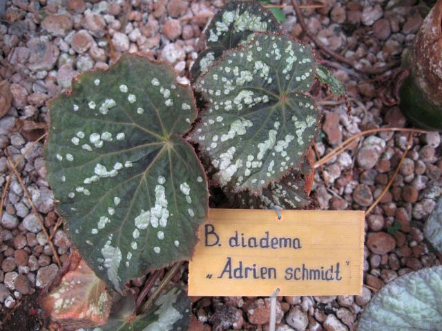 Begonia diadema "Adrien Schmidt"